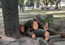 Activistas ambientales manifiestan su preocupación por las acciones de la Municipalidad de La Plata en relación al arbolado público