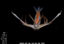 Lanzan el álbum de figuritas digitales del Conicet