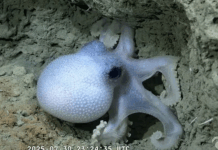 Lanzan un videojuego inspirado en la expedición submarina del Conicet en el que enfrentan a la motosierra