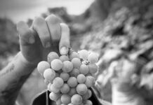 Primera Feria de Vinos Naturales y Artesanos en La Plata: una propuesta que apuesta a la historia y los sentidos