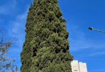 El Foro del Árbol advierte sobre los riesgos ambientales de la «Puesta en Valor» del Parque
