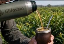 ¿Un matecito con sabor a veneno? El regreso del glifosato a Misiones y el costo humano del modelo agroindustrial